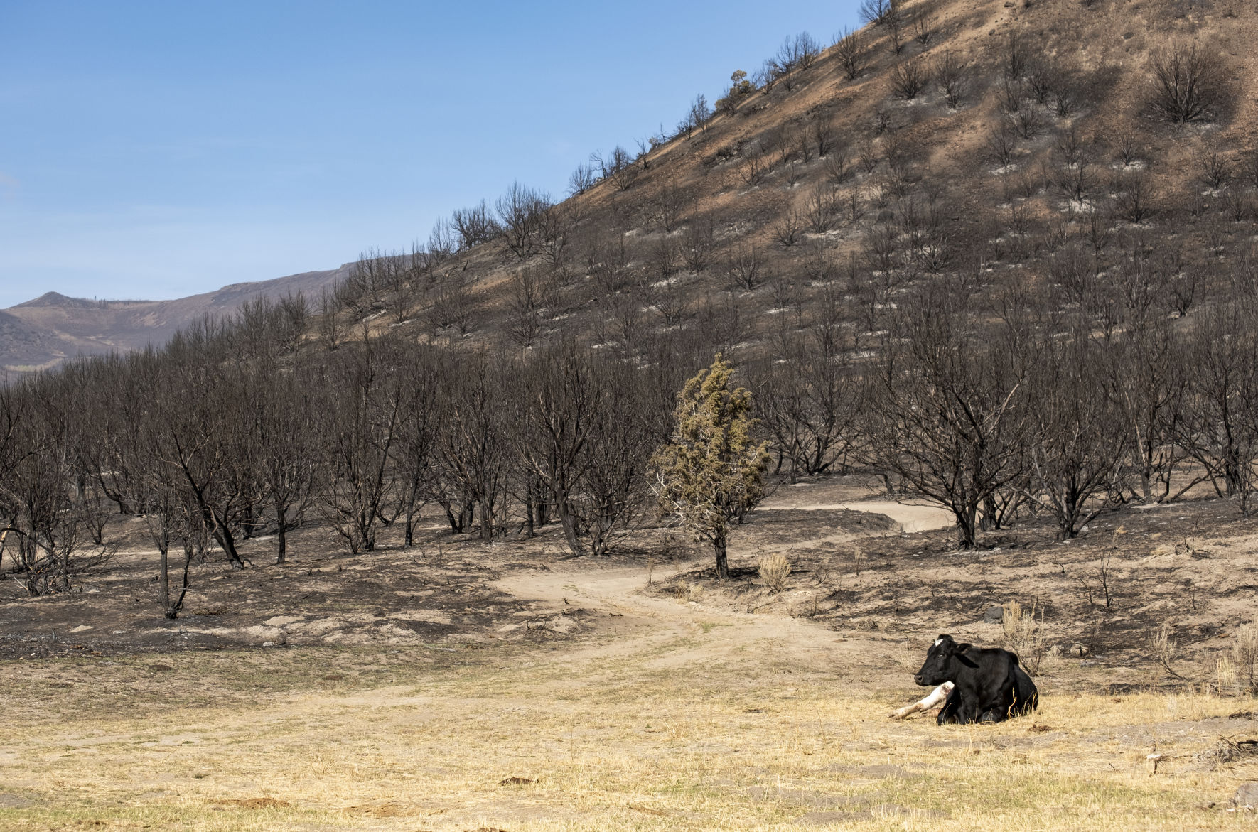 Badger Fire damage in Trapper Creek